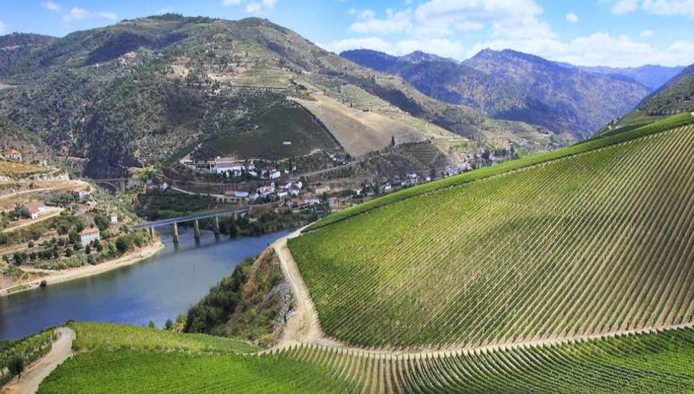 Vinedo en ladera junto al rio