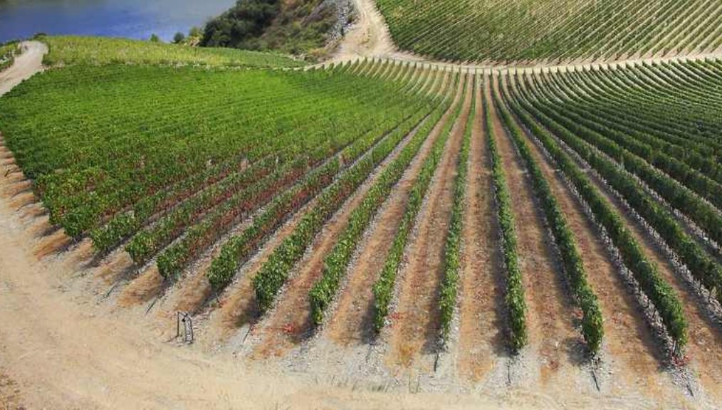 Hileras de vina de cerca